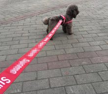 Supreme Fashion Harnesses and Leashes for Pets
