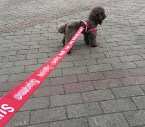 Supreme Fashion Harnesses and Leashes for Pets
